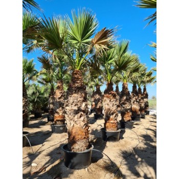 Washingtonia Filifera ST 140/300 -8º/-10º Preguntar Precio